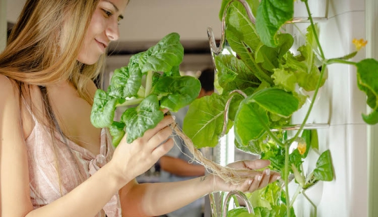 Mobile IT garden: up to 30 plants can grow simultaneously in an innovative indoor garden Mobile IT garden: up to 30 plants can grow simultaneously in an innovative indoor garden