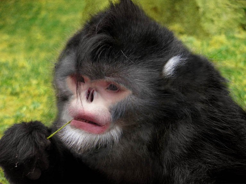 More than 200 new species of animals and plants discovered in the Himalayas