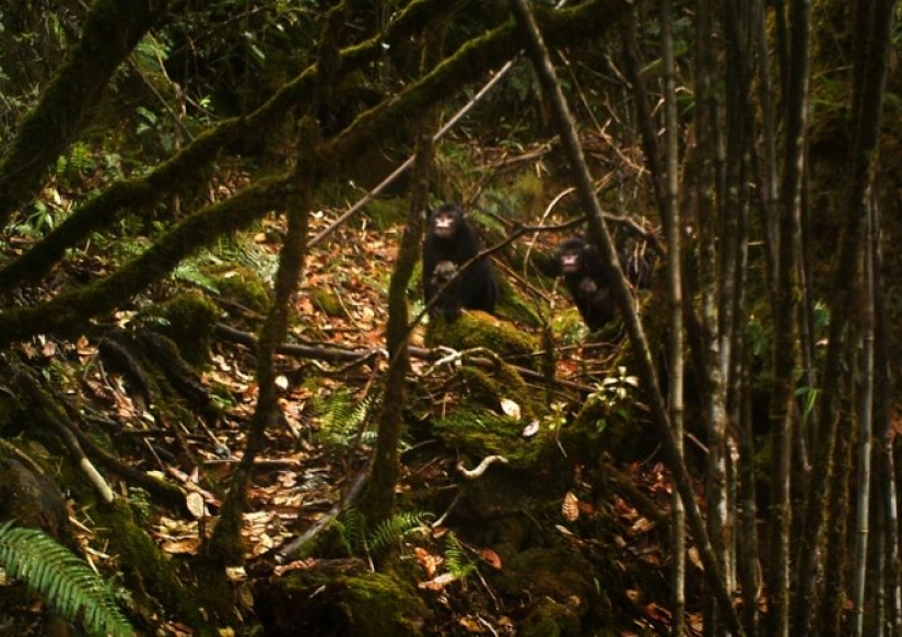 More than 200 new species of animals and plants discovered in the Himalayas