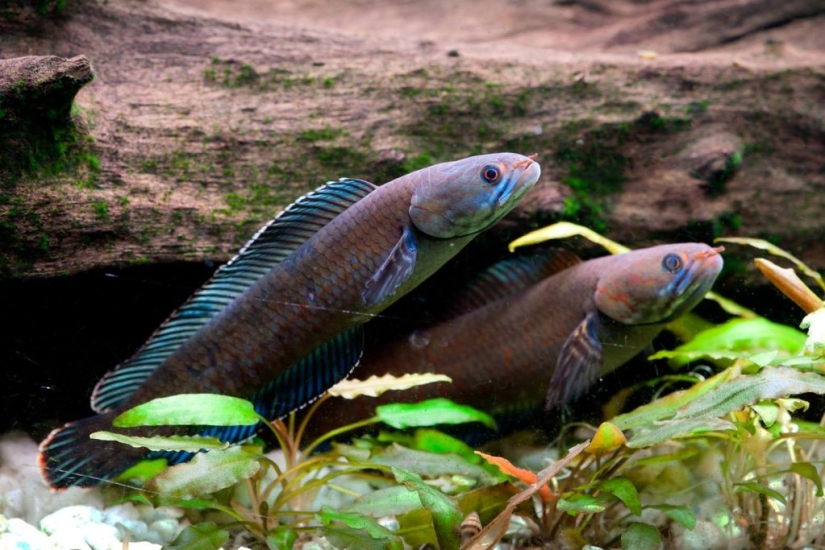 More than 200 new species of animals and plants discovered in the Himalayas