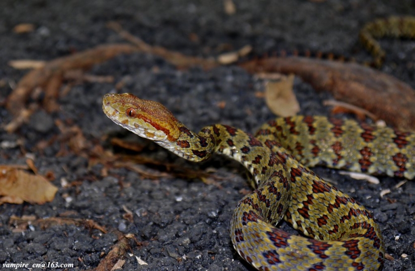 More than 200 new species of animals and plants discovered in the Himalayas