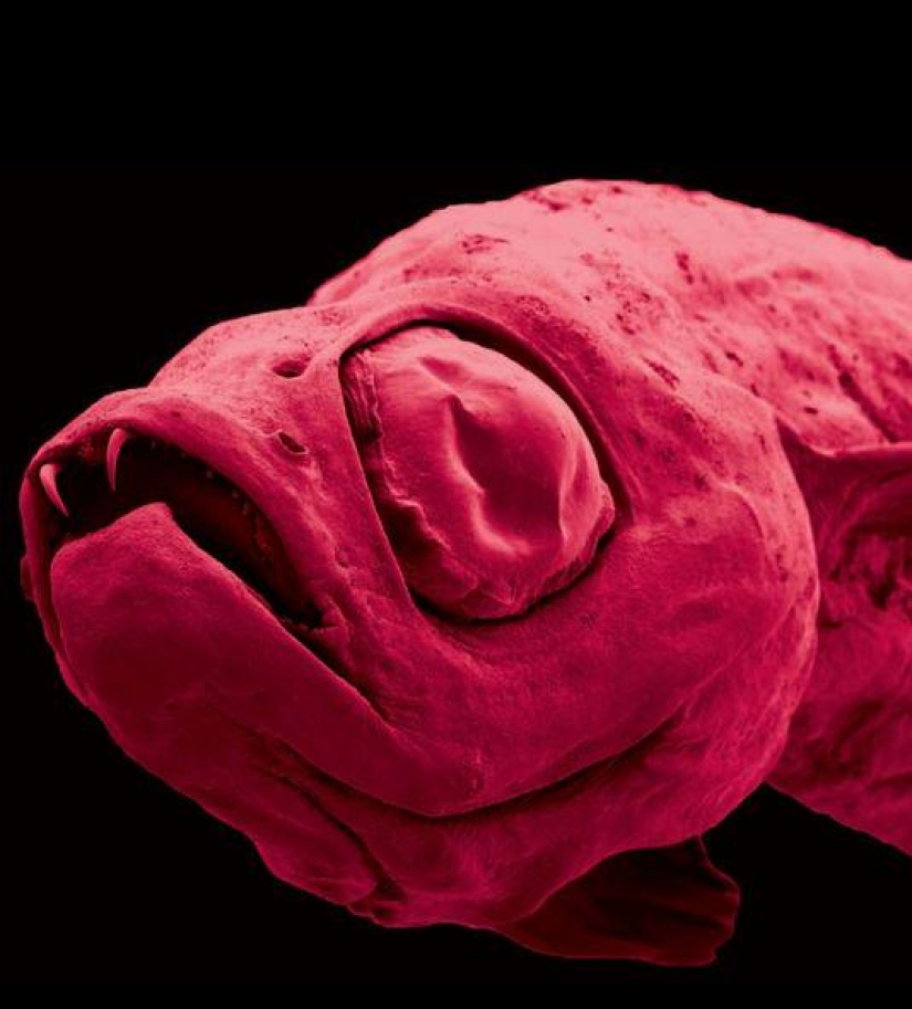 More than 200 new species of animals and plants discovered in the Himalayas