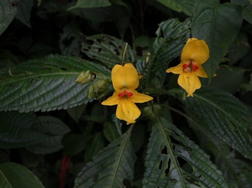 More than 200 new species of animals and plants discovered in the Himalayas