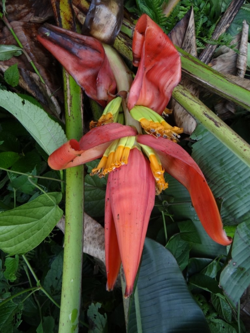 More than 200 new species of animals and plants discovered in the Himalayas