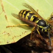 Most Painful Insect Stings