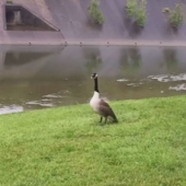 Mother goose "pidió" a un policía que salvara a un polluelo en problemas