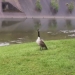 Mother goose "pidió" a un policía que salvara a un polluelo en problemas Mother goose "pidió" a un policía que salvara a un polluelo en problemas