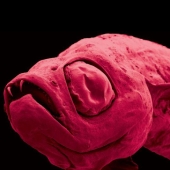 Más de 200 nuevas especies de animales y plantas descubiertas en el Himalaya