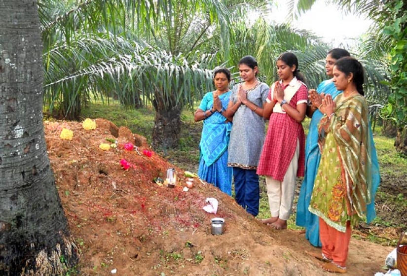 Nagapanchami is a Hindu holiday when everyone is cajoling snakes instead of work
