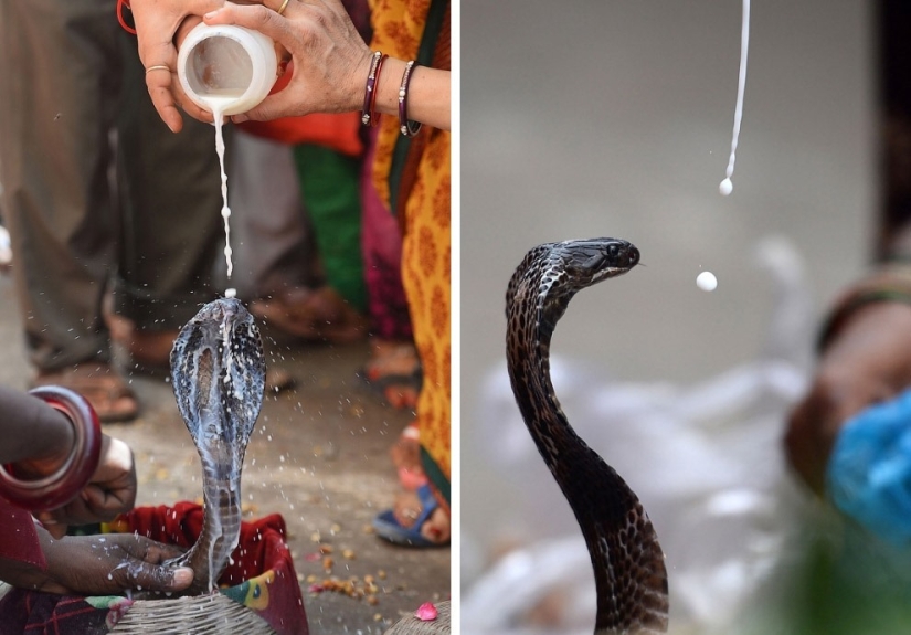 Nagapanchami is a Hindu holiday when everyone is cajoling snakes instead of work