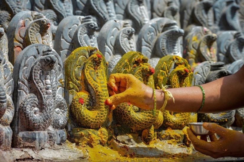 Nagapanchami is a Hindu holiday when everyone is cajoling snakes instead of work