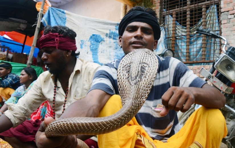 Nagapanchami is a Hindu holiday when everyone is cajoling snakes instead of work