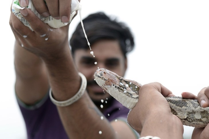 Nagapanchami is a Hindu holiday when everyone is cajoling snakes instead of work