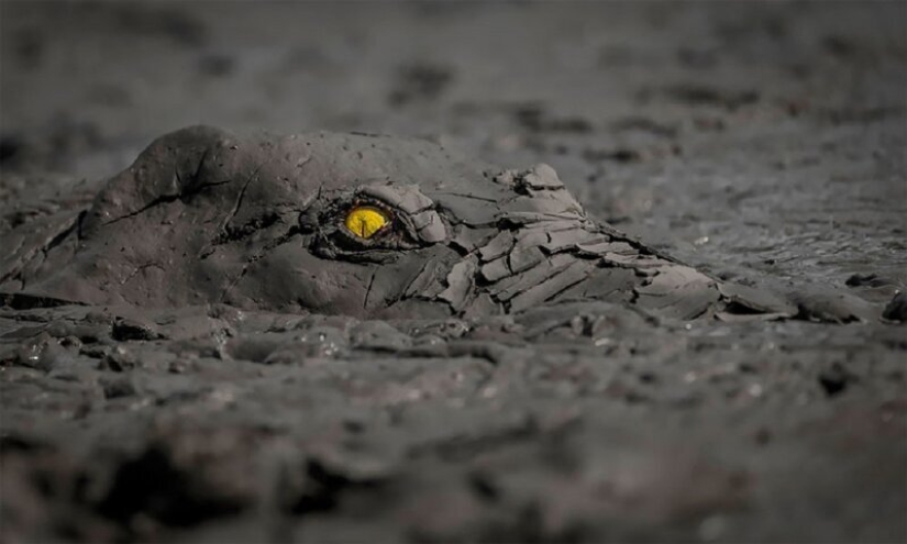 Nature fascinates: photos of the winners of GDT Nature Photographer of the Year 2020 Nature fascinates: photos of the winners of GDT Nature Photographer of the Year 2020