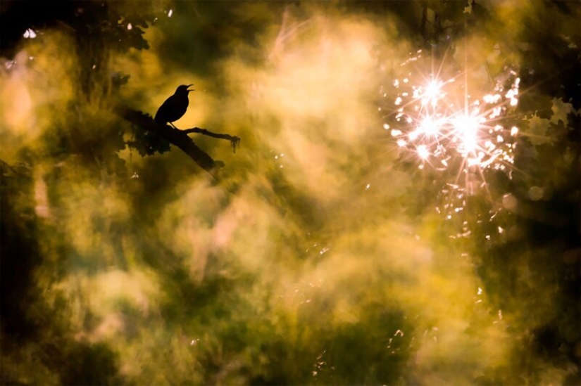 Nature fascinates: photos of the winners of GDT Nature Photographer of the Year 2020 Nature fascinates: photos of the winners of GDT Nature Photographer of the Year 2020