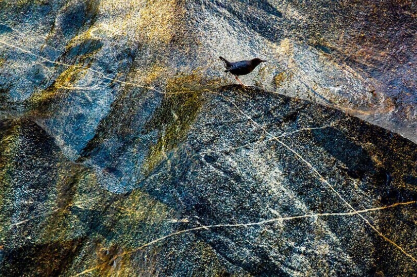 Nature fascinates: photos of the winners of GDT Nature Photographer of the Year 2020 Nature fascinates: photos of the winners of GDT Nature Photographer of the Year 2020