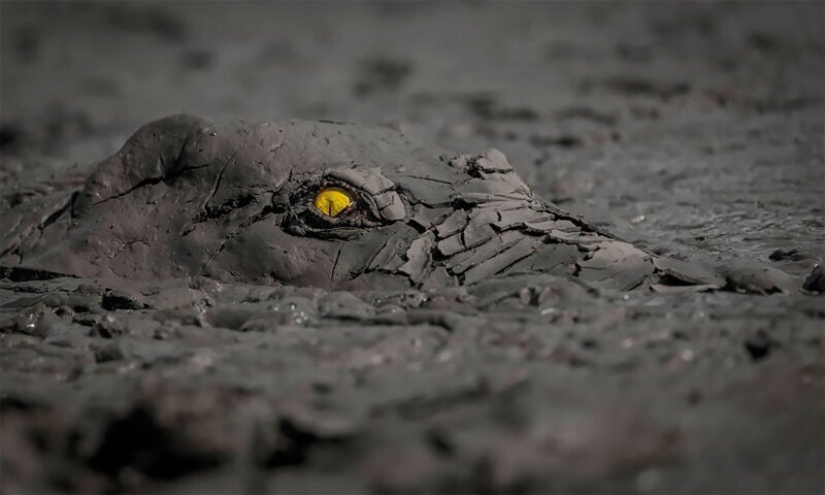Nature fascinates: photos of the winners of GDT Nature Photographer of the Year 2020 Nature fascinates: photos of the winners of GDT Nature Photographer of the Year 2020