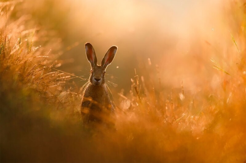Nature fascinates: photos of the winners of GDT Nature Photographer of the Year 2020 Nature fascinates: photos of the winners of GDT Nature Photographer of the Year 2020