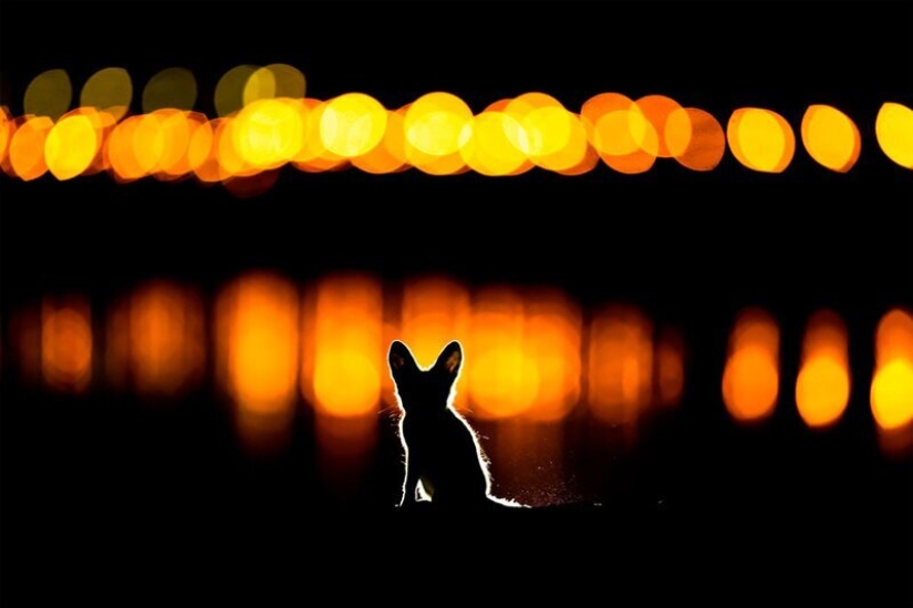 Nature fascinates: photos of the winners of GDT Nature Photographer of the Year 2020 Nature fascinates: photos of the winners of GDT Nature Photographer of the Year 2020