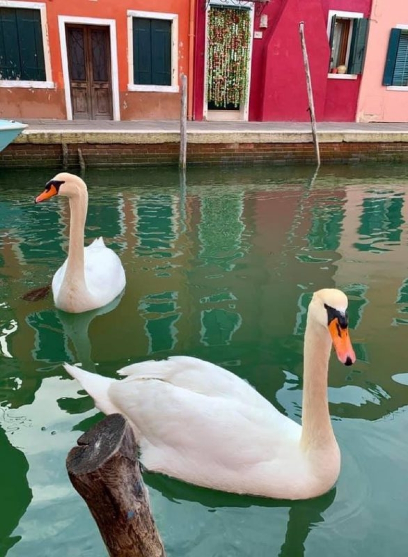 Nature restores balance: swans and fish have returned to the canals of Venice