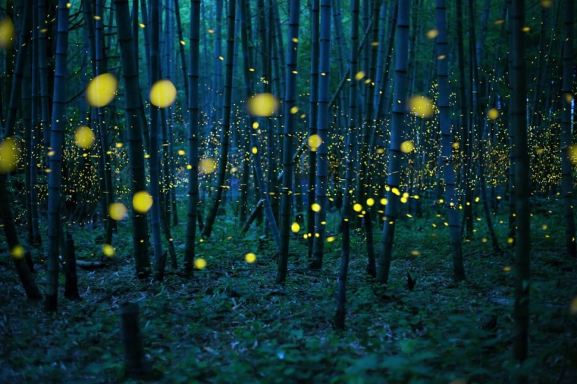 Neon Nights: Fireflies