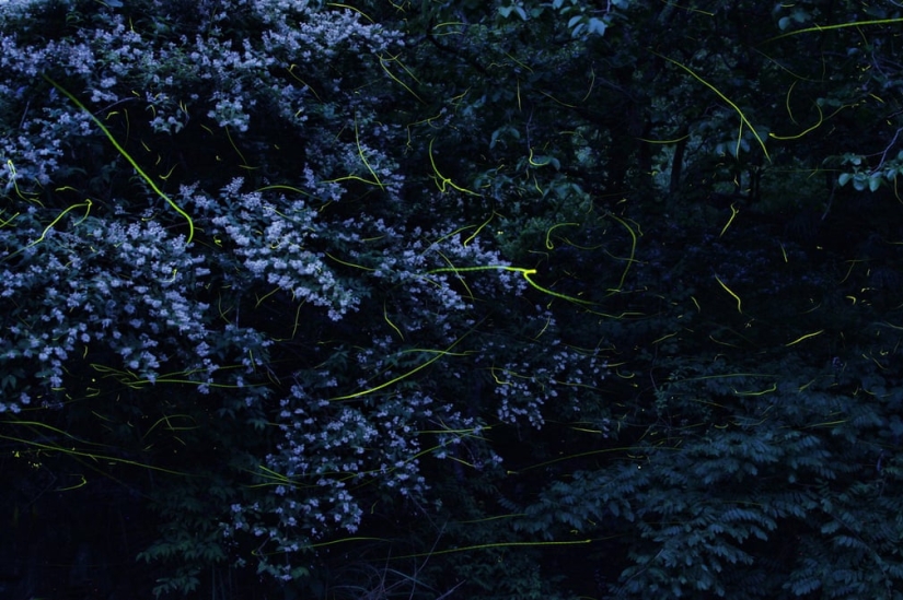 Neon Nights: Fireflies