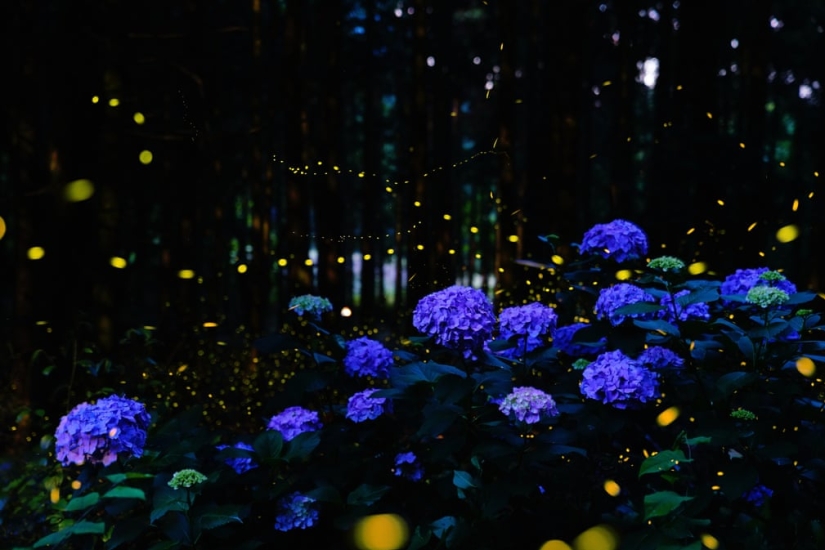 Neon Nights: Fireflies