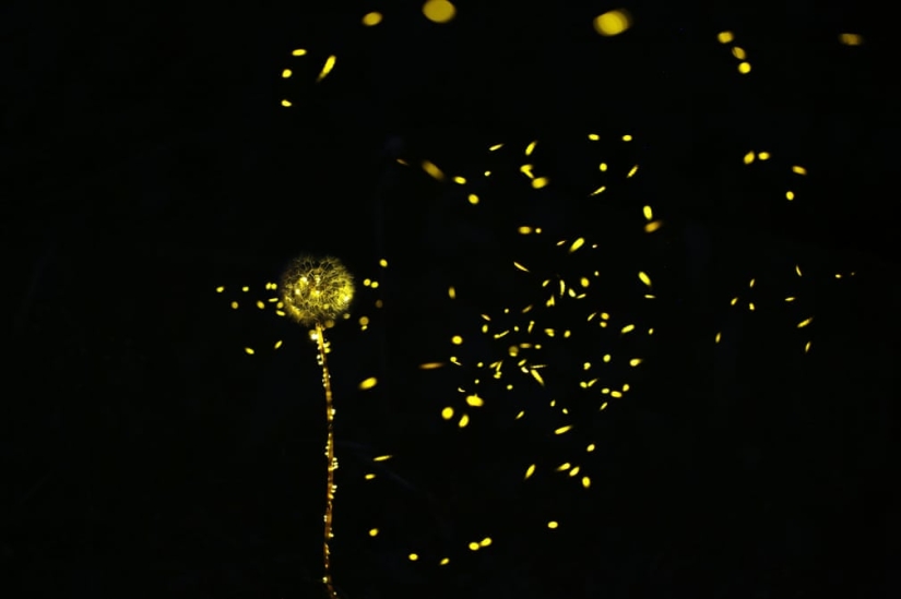 Neon Nights: Fireflies