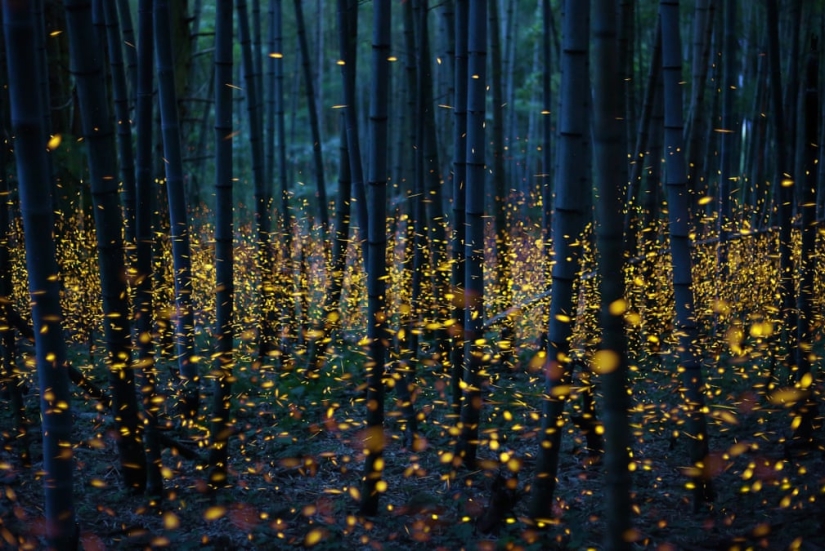 Neon Nights: Fireflies