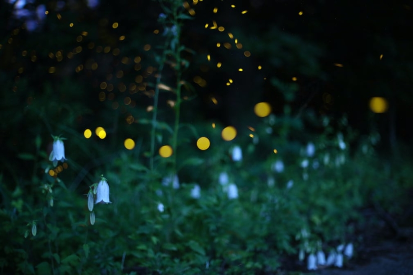 Neon Nights: Fireflies