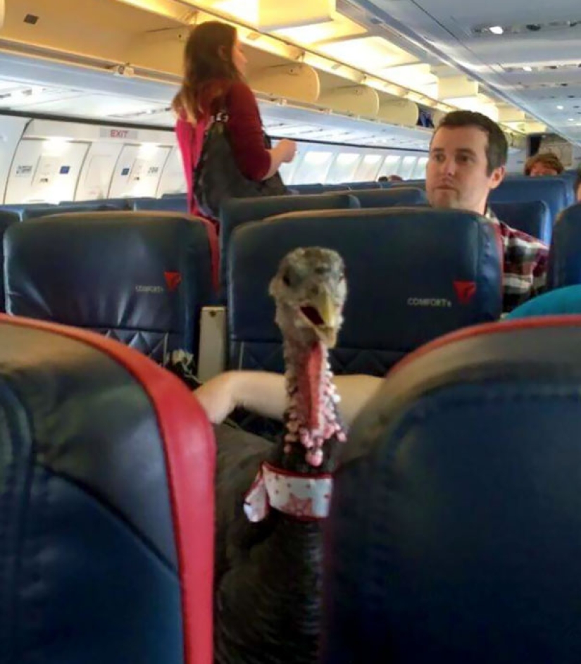Netizens shared photos of strange neighbors on planes