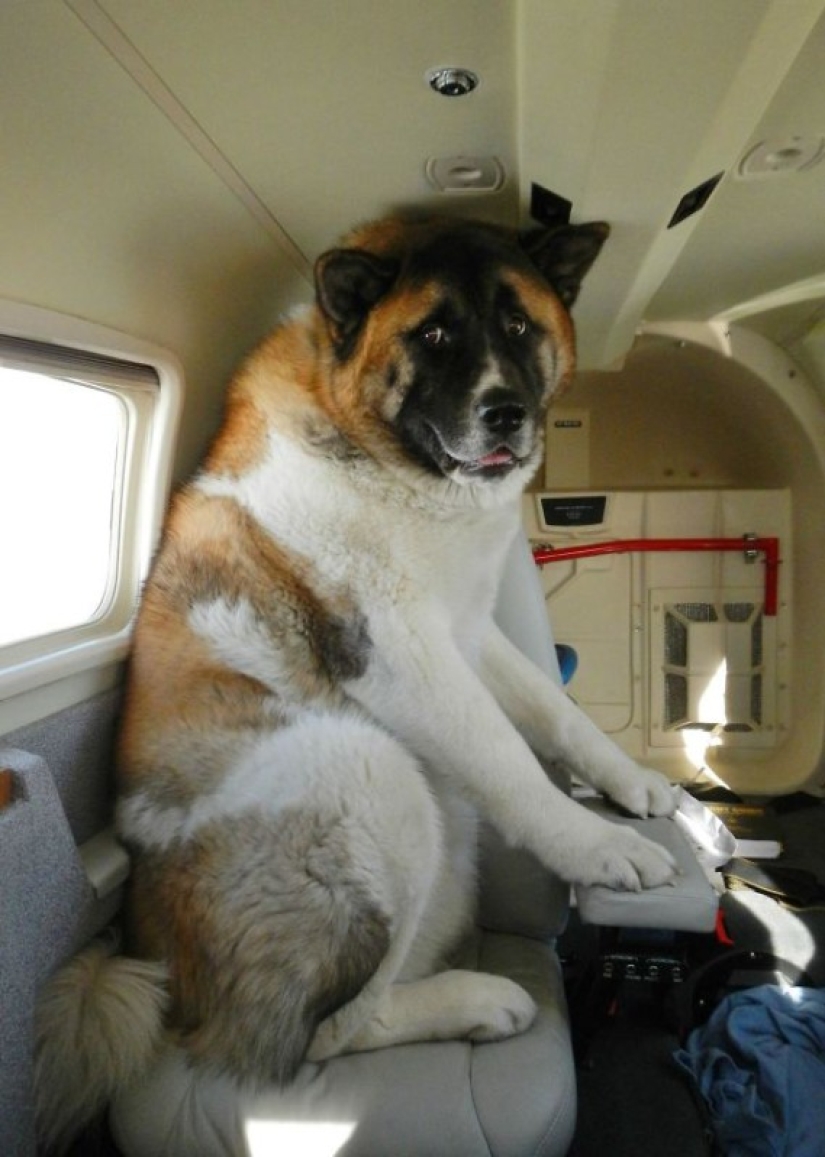 Netizens shared photos of strange neighbors on planes