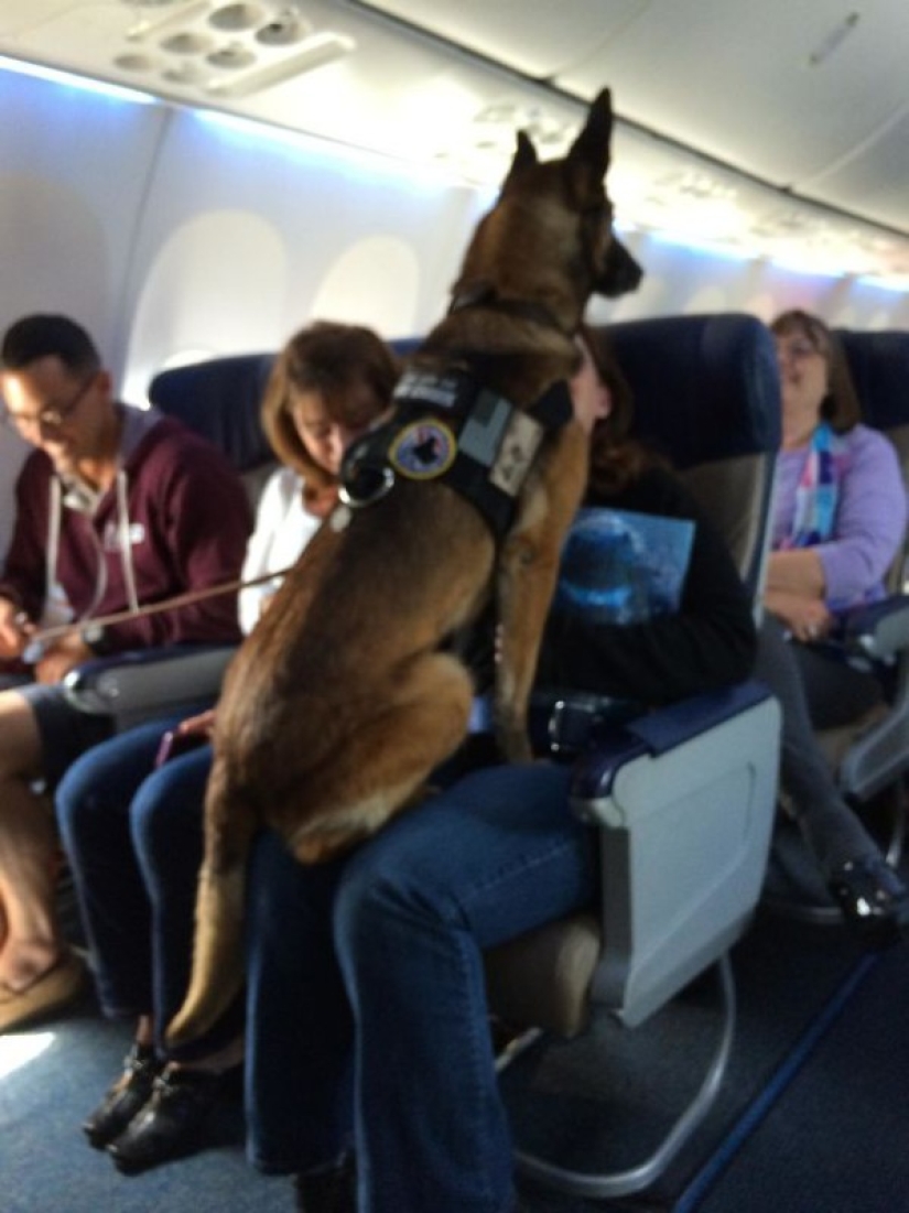 Netizens shared photos of strange neighbors on planes