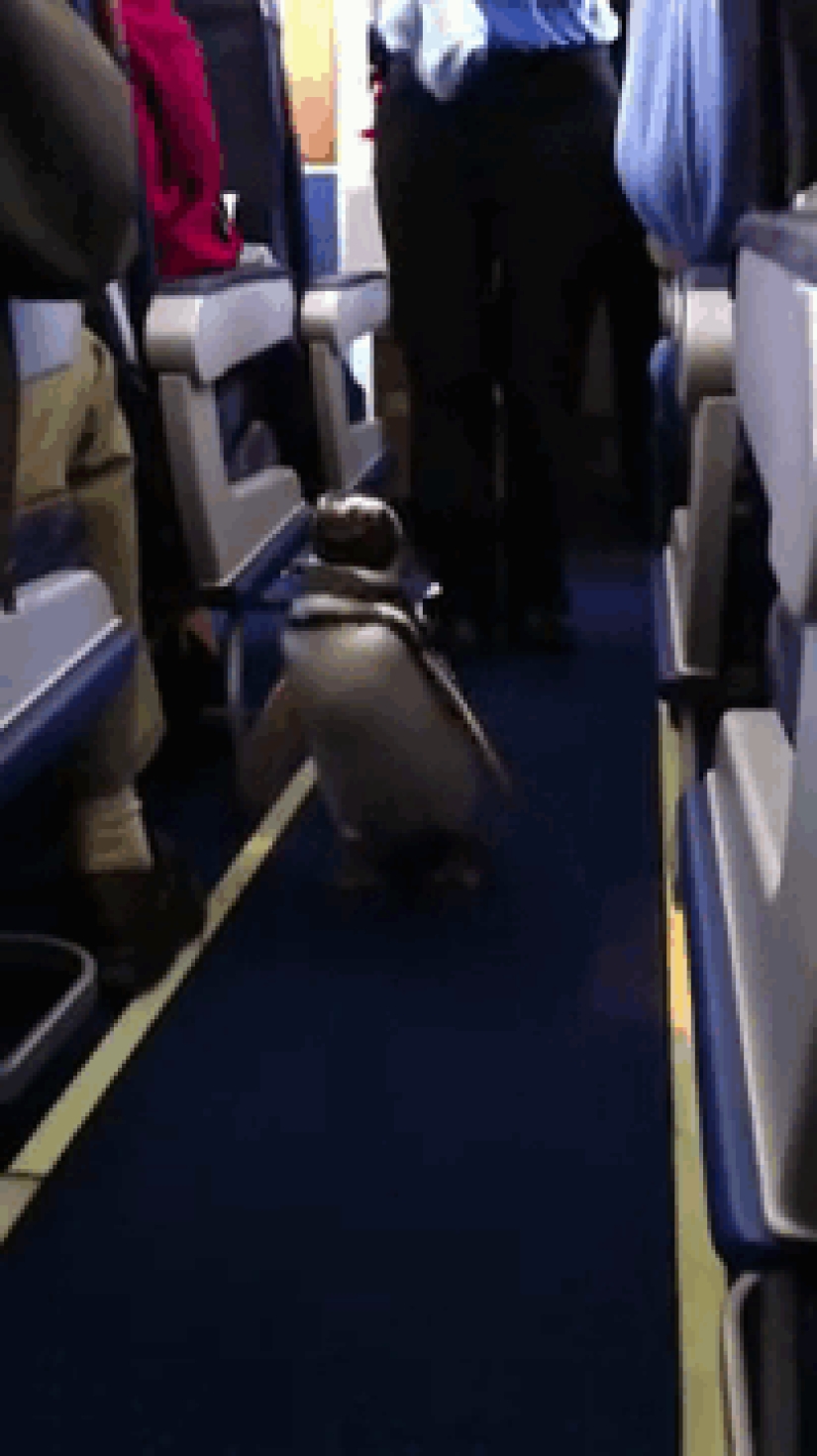 Netizens shared photos of strange neighbors on planes