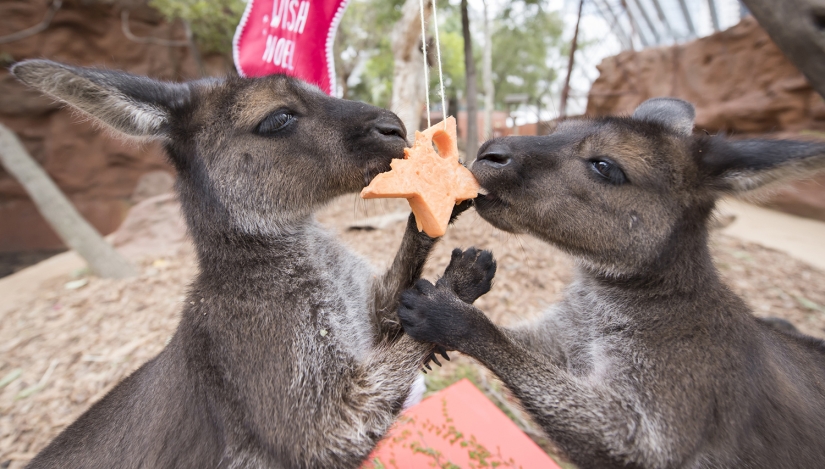 New Year and Christmas in Australian style: kangaroos instead of deer and Santa on a board with a paddle