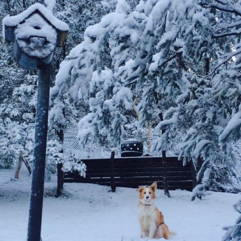 Nieve y escarcha en Australia: ¡milagros y más!