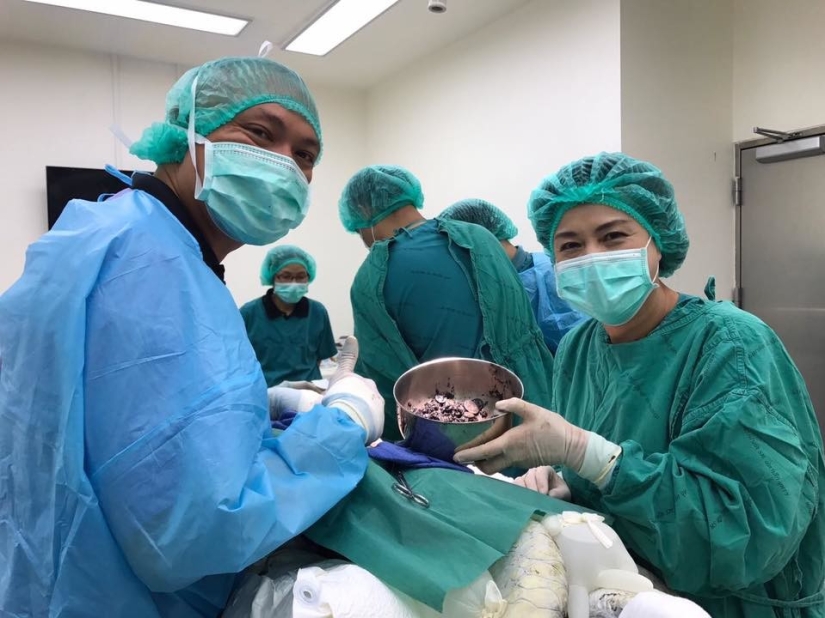 ¡No creerás lo que los veterinarios extrajeron de esta tortuga! ¡No creerás lo que los veterinarios extrajeron de esta tortuga!