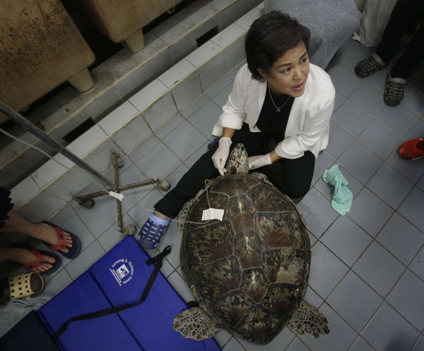 ¡No creerás lo que los veterinarios extrajeron de esta tortuga! ¡No creerás lo que los veterinarios extrajeron de esta tortuga!