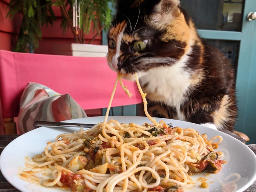¡No dejes la comida desatendida mientras estas mascotas estén cerca! ¡No dejes la comida desatendida mientras estas mascotas estén cerca!