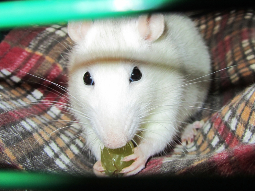 ¡No dejes la comida desatendida mientras estas mascotas estén cerca! ¡No dejes la comida desatendida mientras estas mascotas estén cerca!