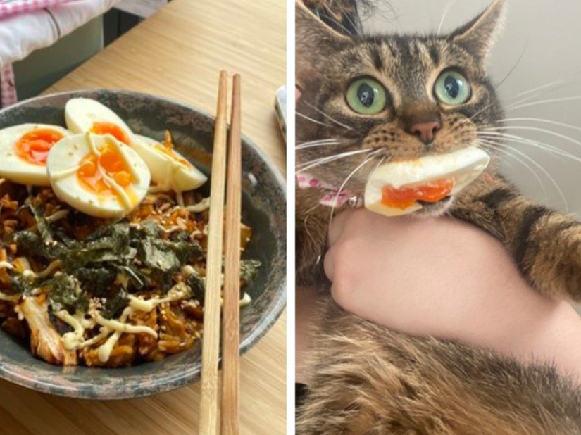 ¡No dejes la comida desatendida mientras estas mascotas estén cerca! ¡No dejes la comida desatendida mientras estas mascotas estén cerca!