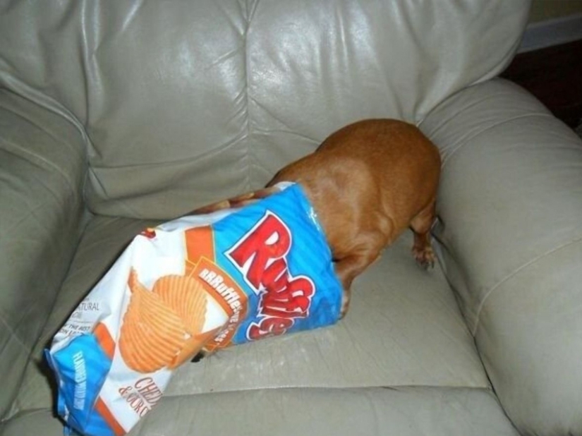 ¡No dejes la comida desatendida mientras estas mascotas estén cerca! ¡No dejes la comida desatendida mientras estas mascotas estén cerca!