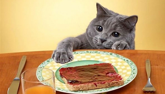 ¡No dejes la comida desatendida mientras estas mascotas estén cerca!