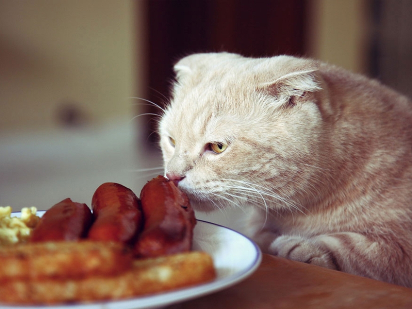 ¡No dejes la comida desatendida mientras estas mascotas estén cerca! ¡No dejes la comida desatendida mientras estas mascotas estén cerca!