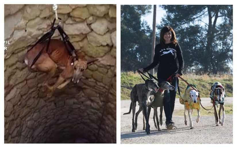 No es responsable de los que han sido domesticados: por qué los cazadores españoles abandonan masivamente a los galgos para morir