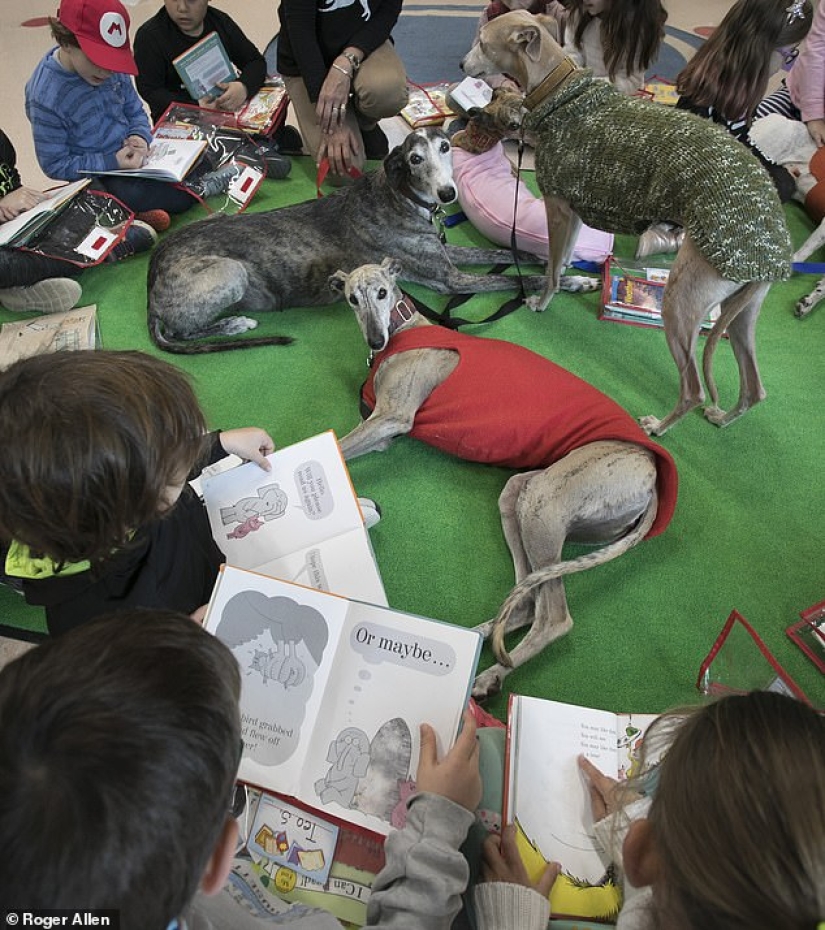 No es responsable de los que han sido domesticados: por qué los cazadores españoles abandonan masivamente a los galgos para morir