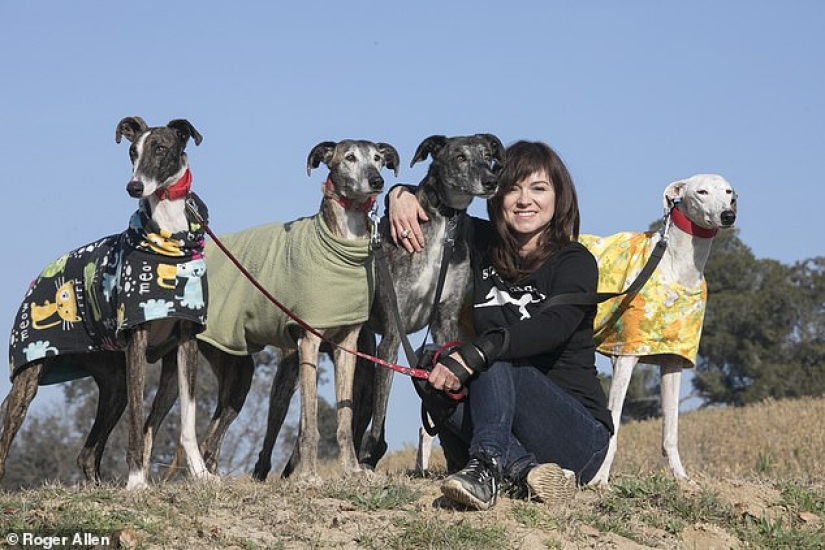 No es responsable de los que han sido domesticados: por qué los cazadores españoles abandonan masivamente a los galgos para morir