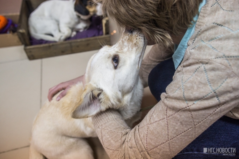 No puedes alimentarlos, pero puedes llevarlos a casa: se ha abierto un café con perros callejeros en Novosibirsk