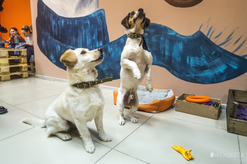 No puedes alimentarlos, pero puedes llevarlos a casa: se ha abierto un café con perros callejeros en Novosibirsk