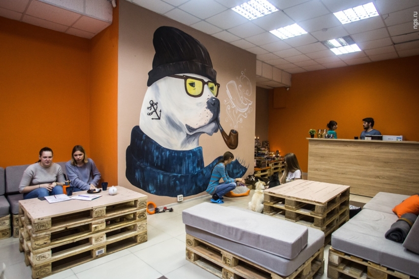 No puedes alimentarlos, pero puedes llevarlos a casa: se ha abierto un café con perros callejeros en Novosibirsk